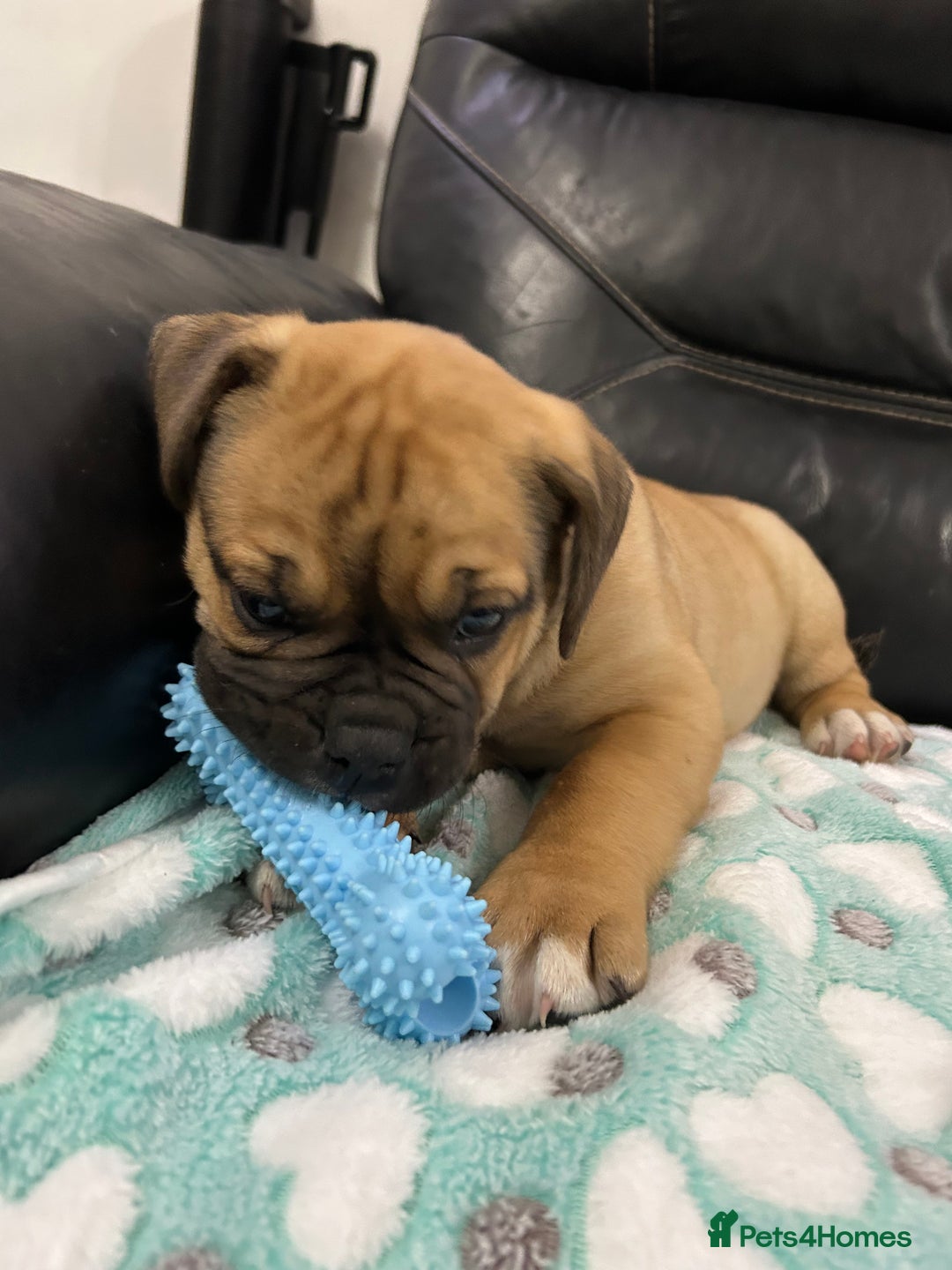 Old Tyme Bulldog dogs for sale: Old Tyme Bulldog puppies for sale - Image 15