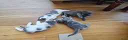 Maine Coon cats for sale: Adorable Maine Coon cross litter for sale - Advert 27