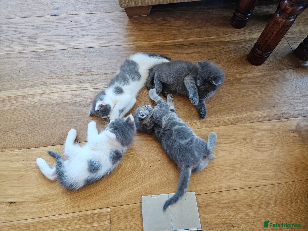 Maine Coon cats for sale: Adorable Maine Coon cross litter for sale - Advert 27