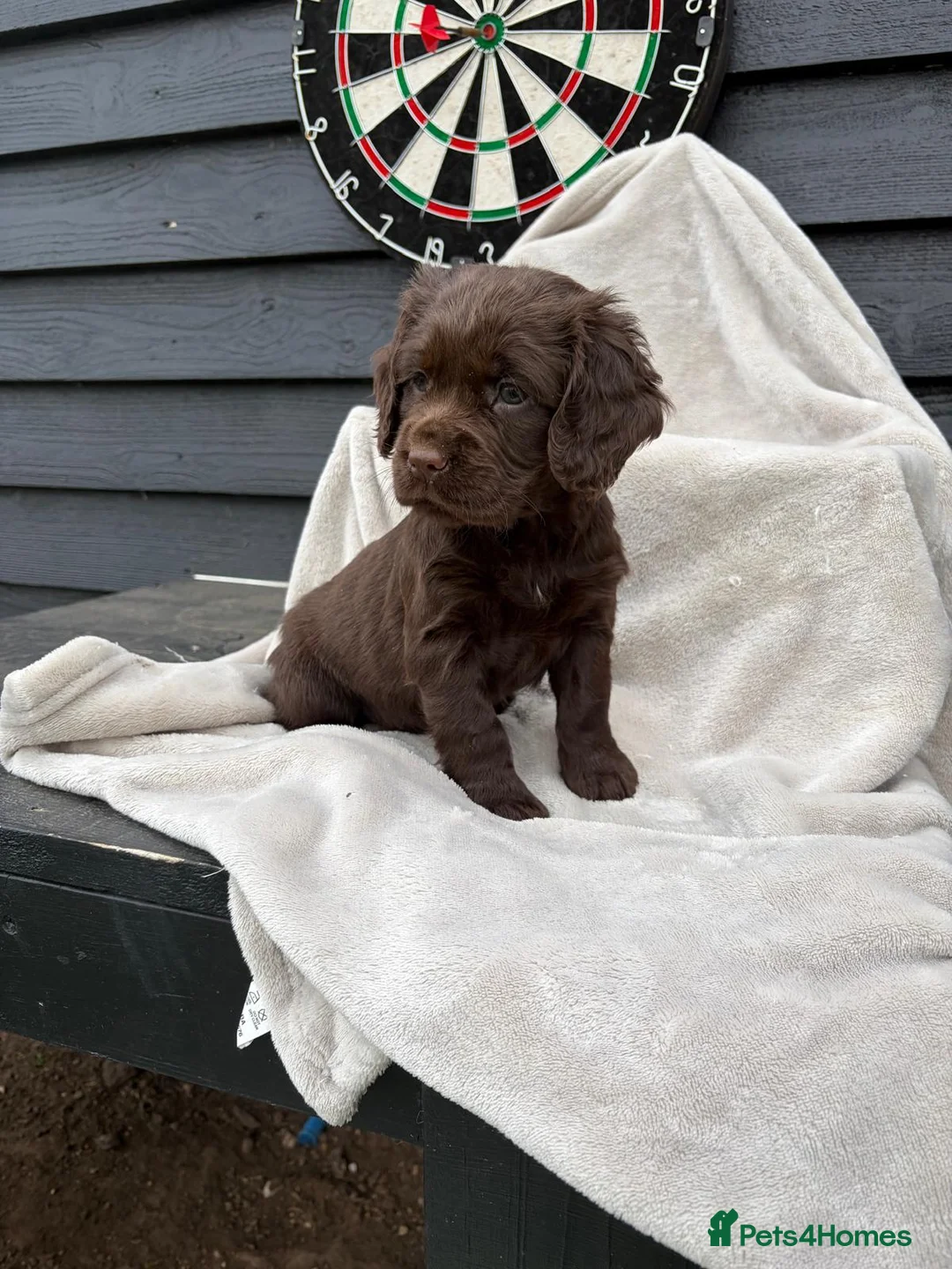 Cocker Spaniel dogs for sale: 2 cocker spaniels puppys available  - Advert 2