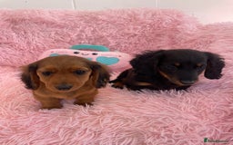 Miniature Dachshund dogs for sale: Dachshund - Image 7