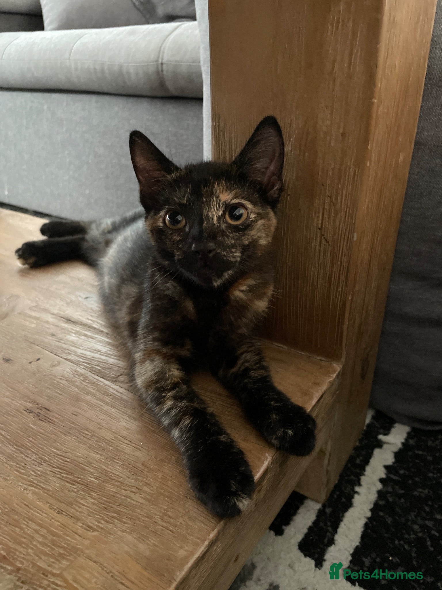 Mixed Breed cats 1 x boy black 1 x girl  - Advert 3