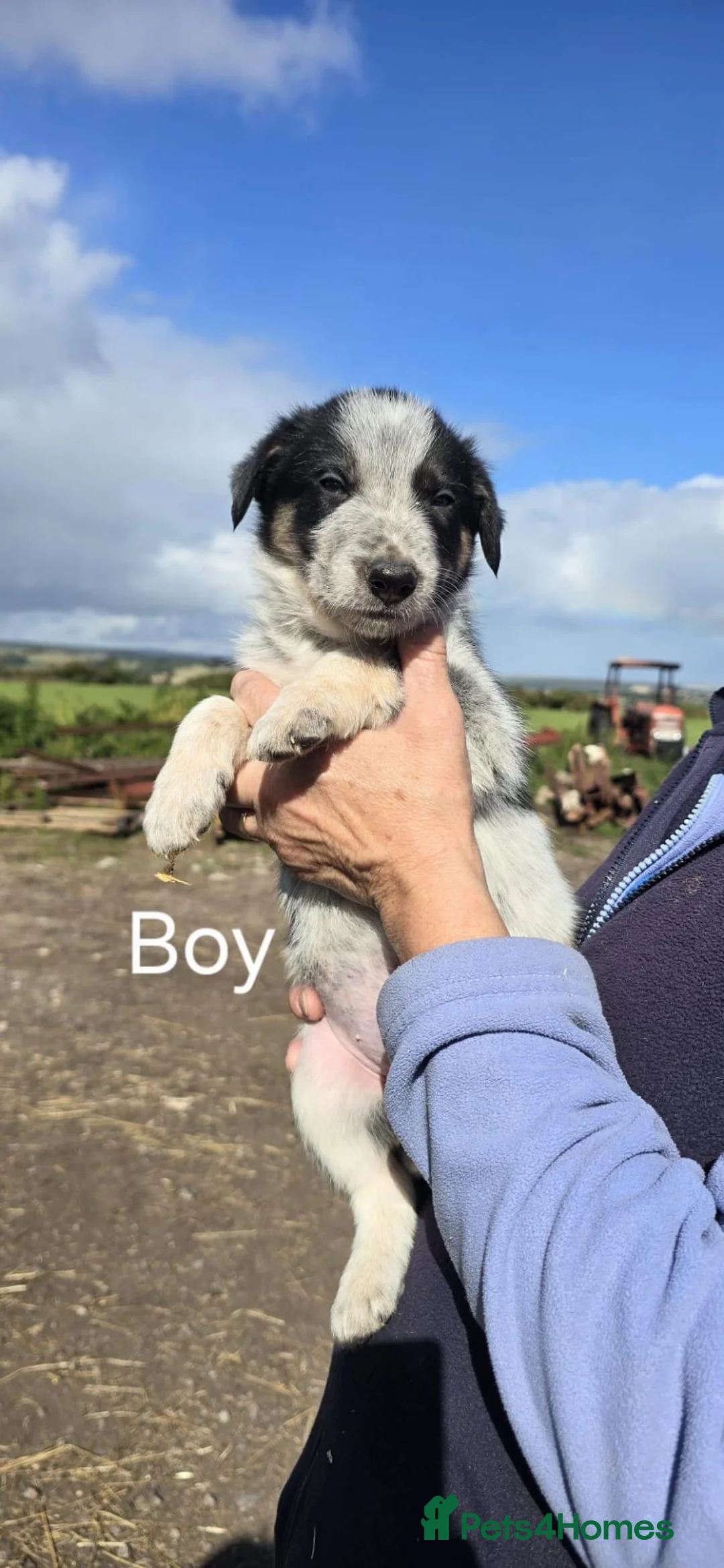 Border Collie dogs for sale: Sheepdog pups for sale in Bishop Auckland - Advert 2
