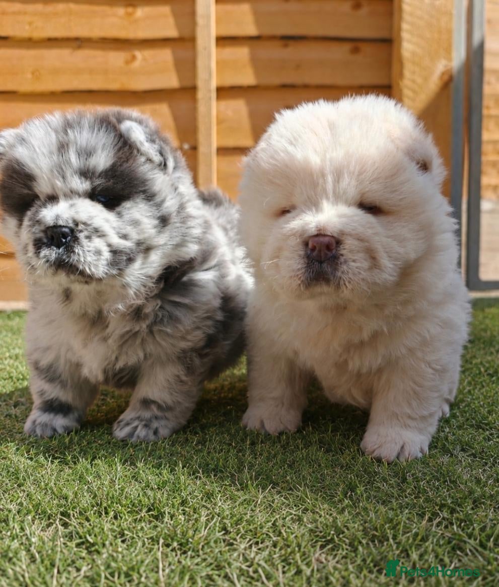 Chow Chow dogs Beautiful chow chow puppies - Advert 11