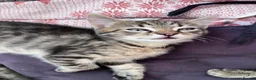 European cats for sale: Beautiful kittens 🐱 available now in Coventry - Advert 4
