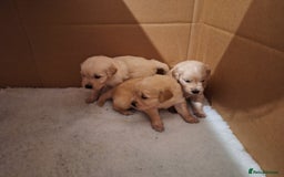 Golden Retriever dogs for sale: Beautiful KC reg Golden Retriever pups - Image 10