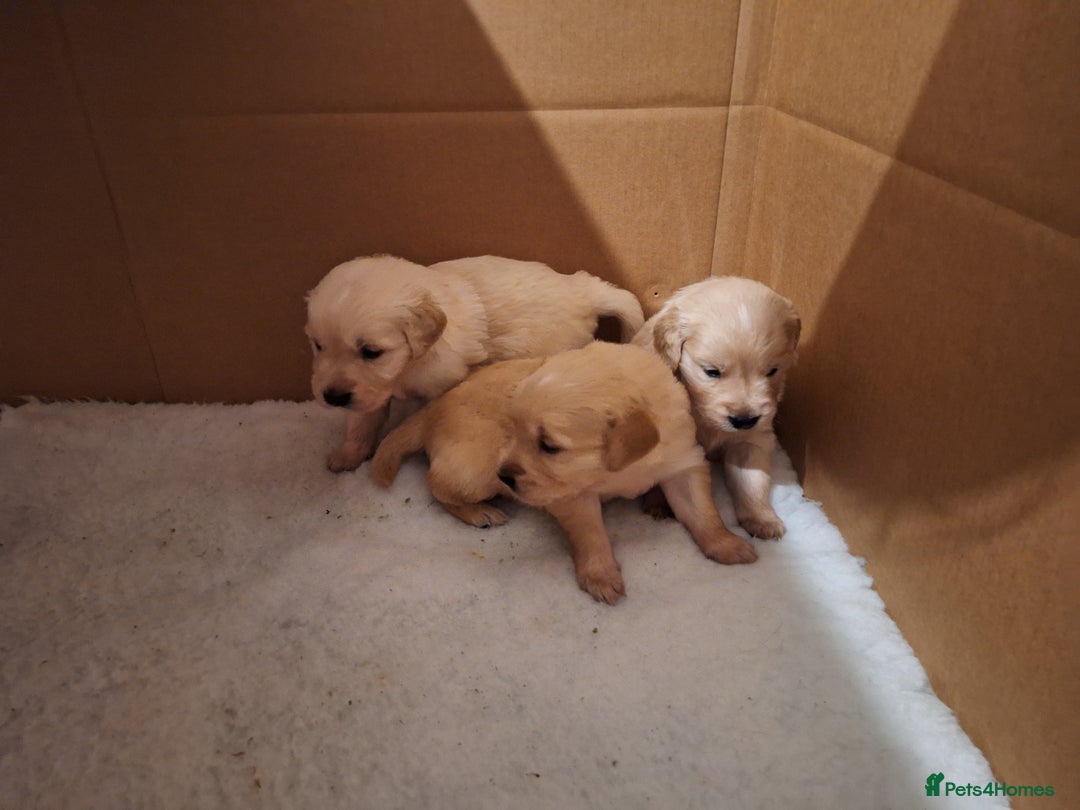 Golden Retriever dogs for sale: Beautiful KC reg Golden Retriever pups - Image 10