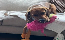 Mixed Breed dogs for adoption: Woody (Mini hound mix) - Advert 11