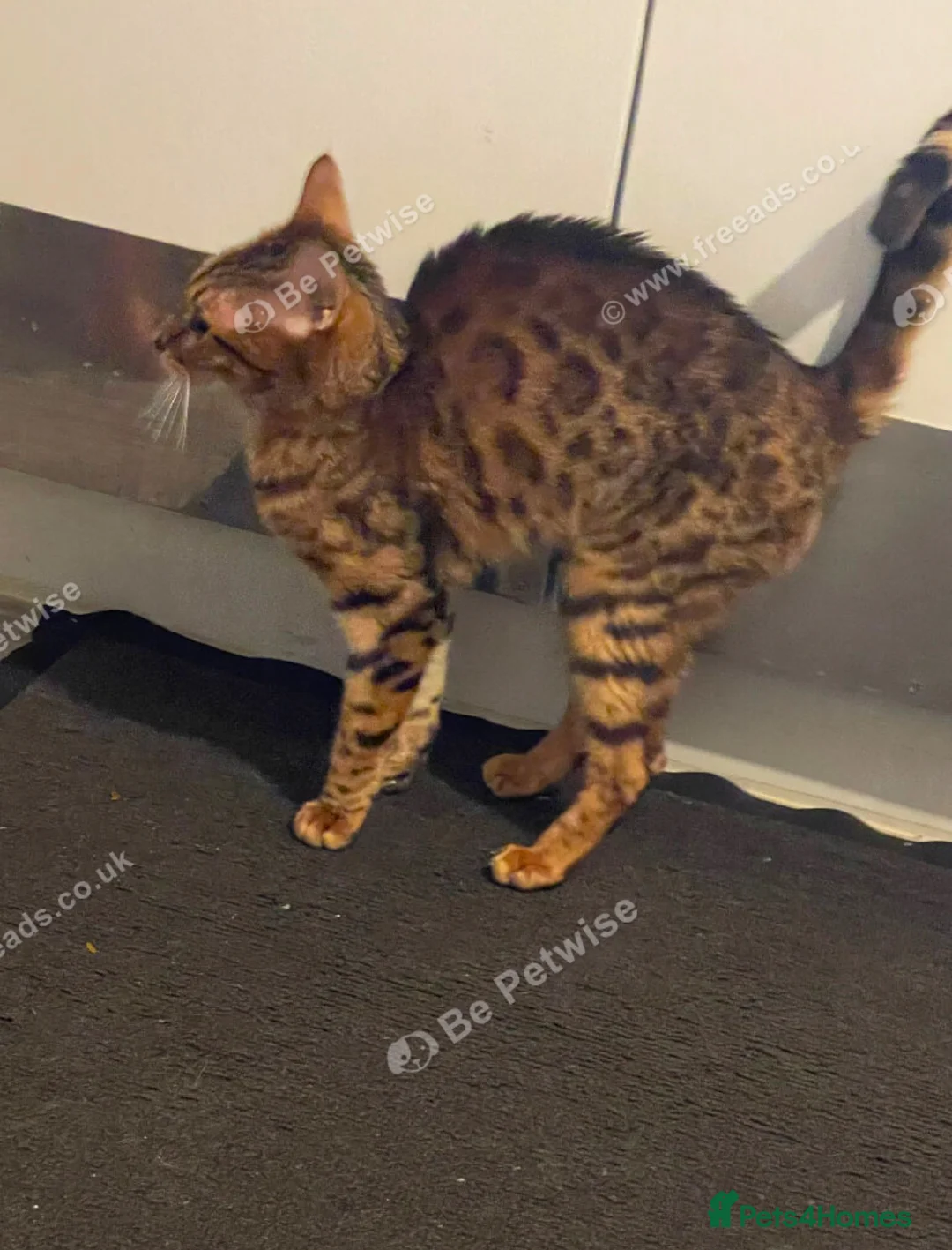 Mixed Breed cats for sale: Beautiful Bengal mix kitten 1 years tower hamlets  in London - Advert 2