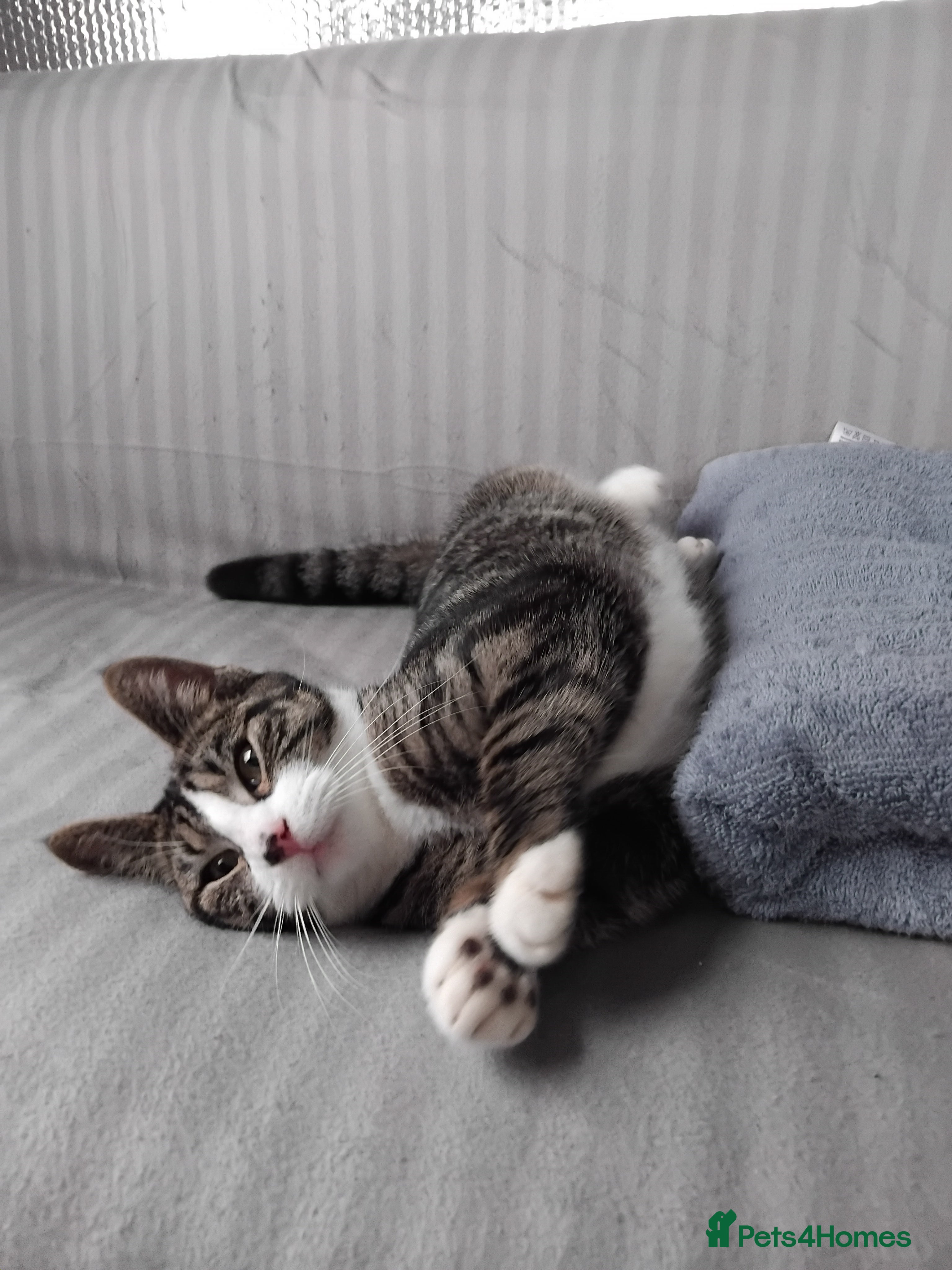 Mixed Breed cats Boris - Young Male FREE to a good home - Advert 2