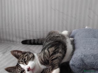 Mixed Breed cats Boris - Young Male FREE to a good home - Advert 2