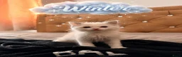 Ragdoll cats for sale: Pedigree Ragdoll Kittens GCCF Registered   in Dagenham - Advert 7