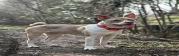 Mixed Breed dogs for sale: Akita x staffy  - Advert 3
