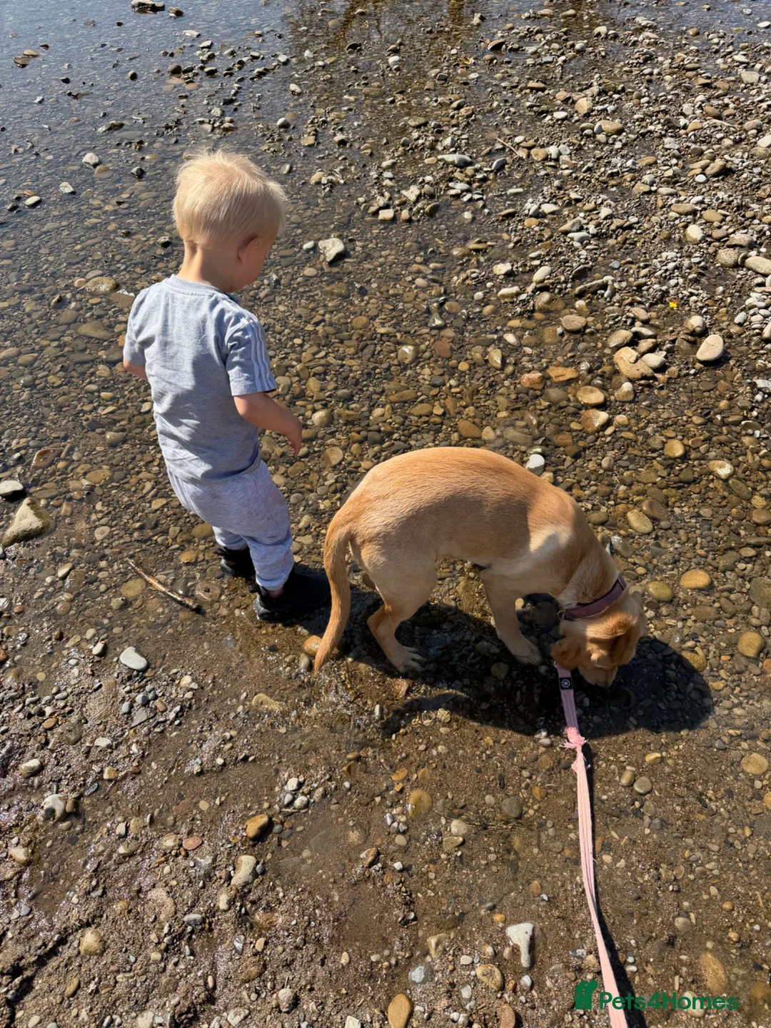 Labrador Retriever dogs for sale: 6 month old female Labrador pedigree dog trust - Advert 2