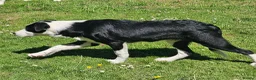 Border Collie dogs for sale: ISDS Border Collie Pups - Advert 4