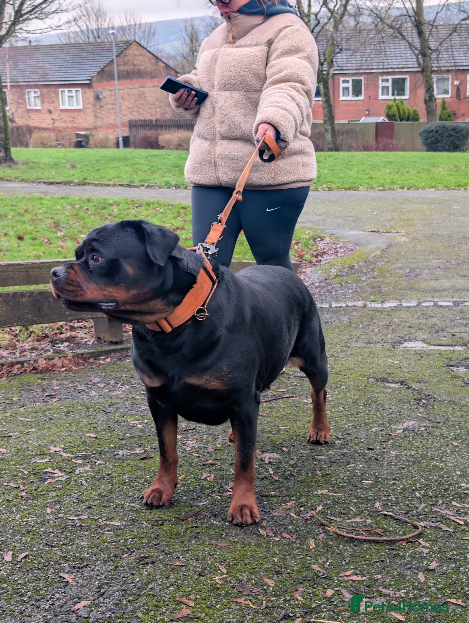 Rottweiler Puppy 1