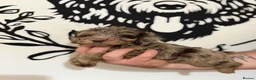 Cockapoo dogs for sale: Last Puppy remaining ❤️ f3 cockapoo puppies 🐾 - Advert 28