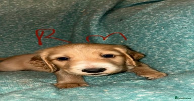 Cockapoo dogs Healthy beautiful puppies  - Advert 12