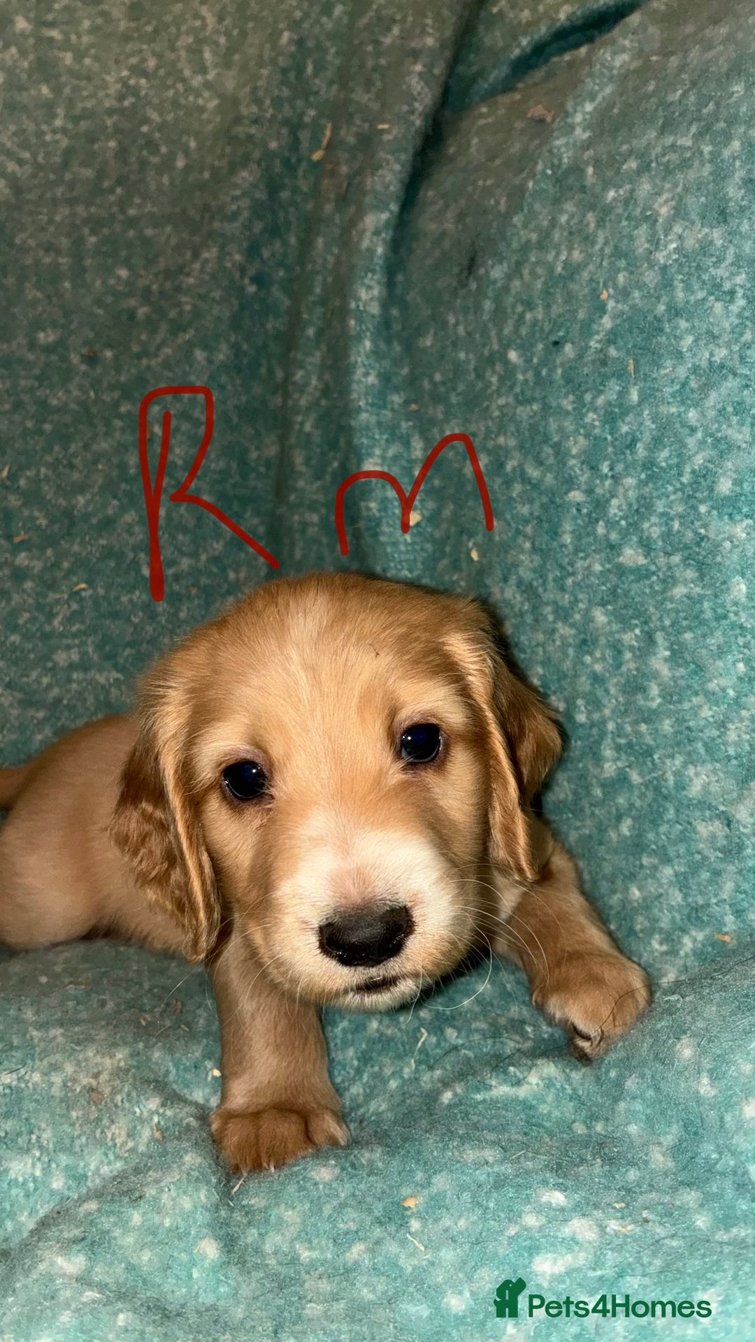 Cockapoo dogs for sale: Healthy beautiful puppies  - Advert 3