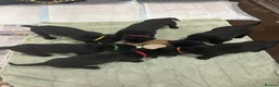 Labrador Retriever dogs for sale: Beautiful Male Black Labrador puppies - Advert 3