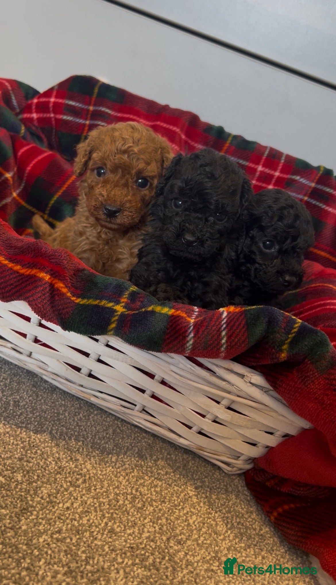 Toy Poodle dogs Beautiful KC reg, PRA clear Toy Poodle Puppies - Advert 1