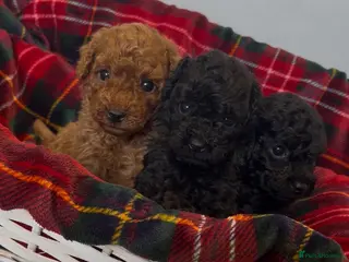 Toy Poodle dogs Beautiful KC reg, PRA clear Toy Poodle Puppies - Advert 12