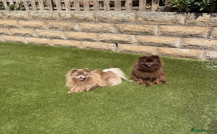 Pomeranian dogs in Leeds - Advert 1