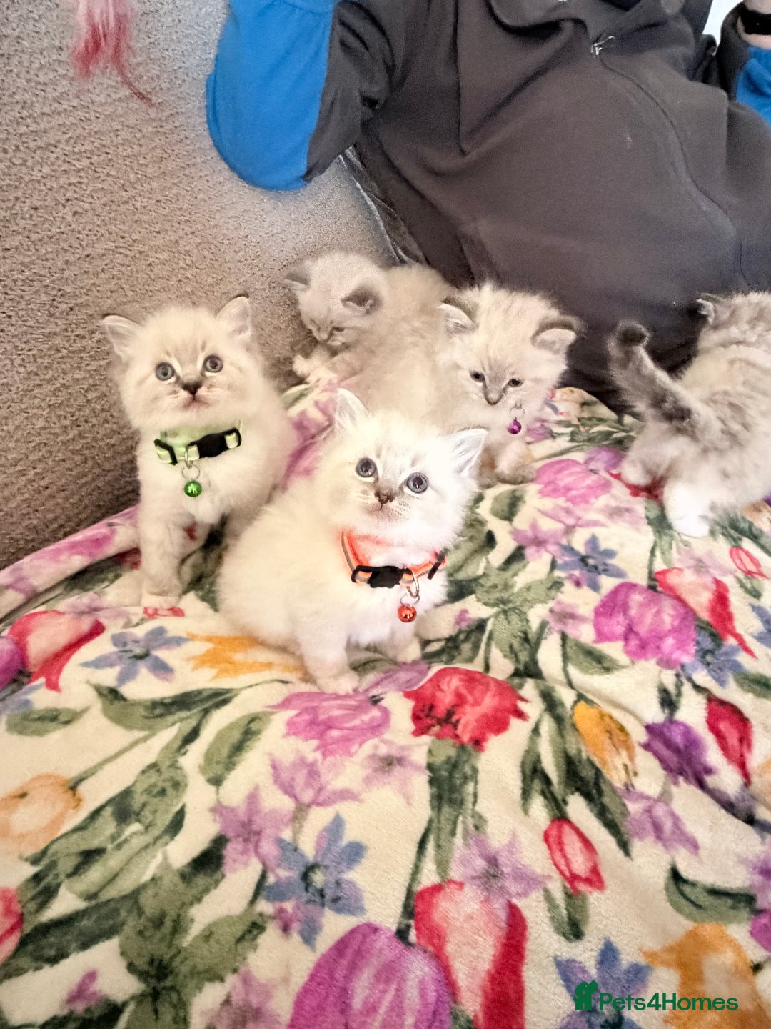 Ragdoll cats for sale: Special Ragdoll babies  - Advert 32