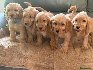 Cockapoo dogs OUTSTANDINGADORABLE F1 SHOW TYPE COCKAPOO - Advert 4