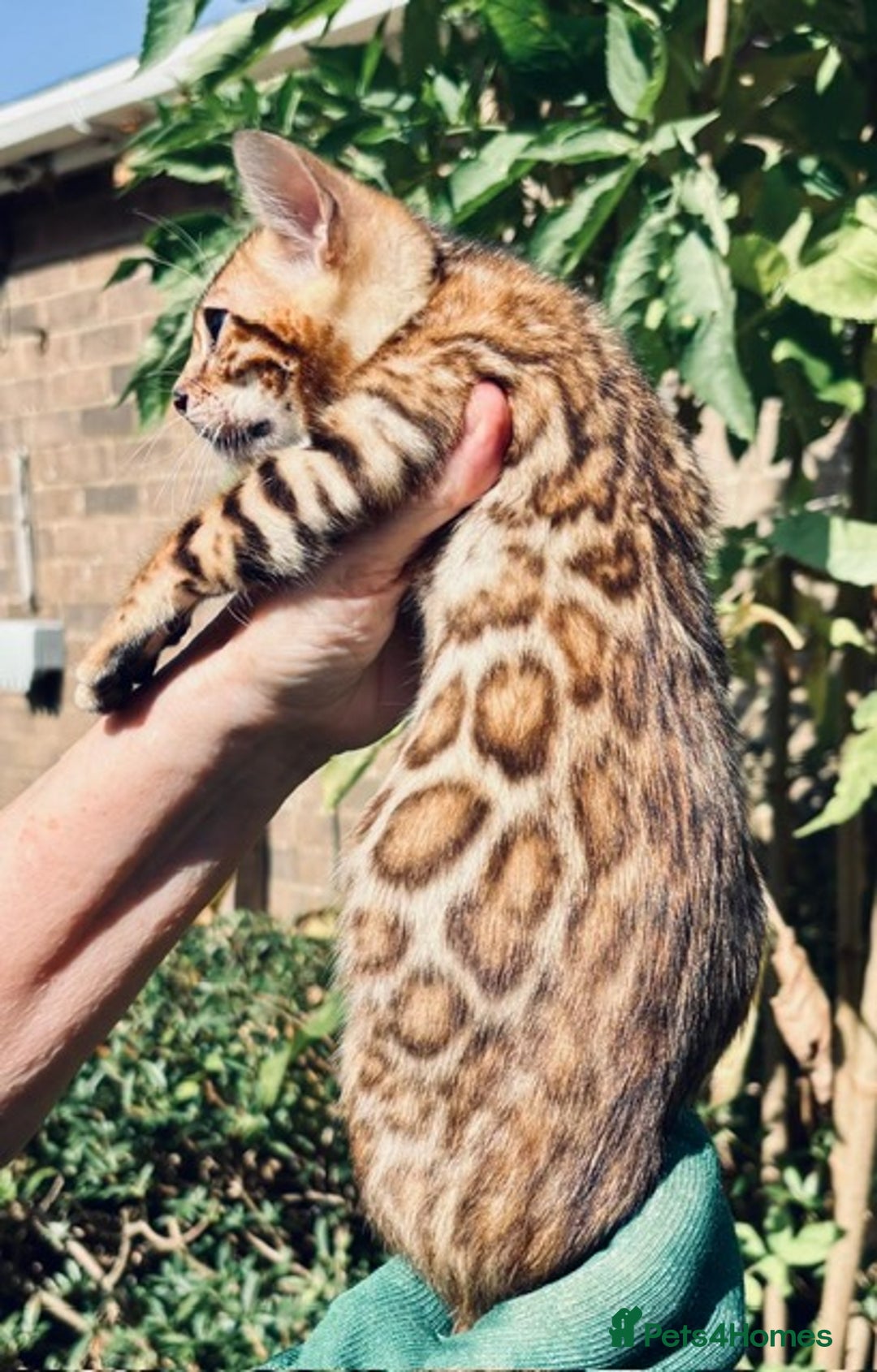 Bengal cats for sale: Stunning brown rosetted male bengal kitten - Image 2