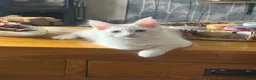 Maine Coon cats for sale: Cream Maine coon girl  - Advert 4