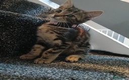 Bengal cats for sale: 2 brothers for sale  - Image 7