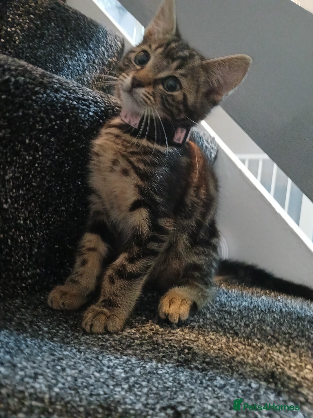 Bengal cats for sale: 2 brothers for sale  - Image 7