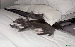 Maine Coon cats for sale: Stunning Maine Coon Litter Of Kittens Ready Now - Advert 7