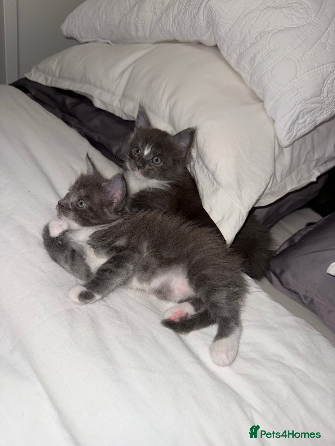 Maine Coon cats for sale: Stunning Maine Coon Litter Of Kittens Ready Now - Advert 7