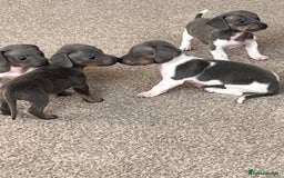 Miniature Dachshund dogs for sale: Micro mini dachshund  - Image 15