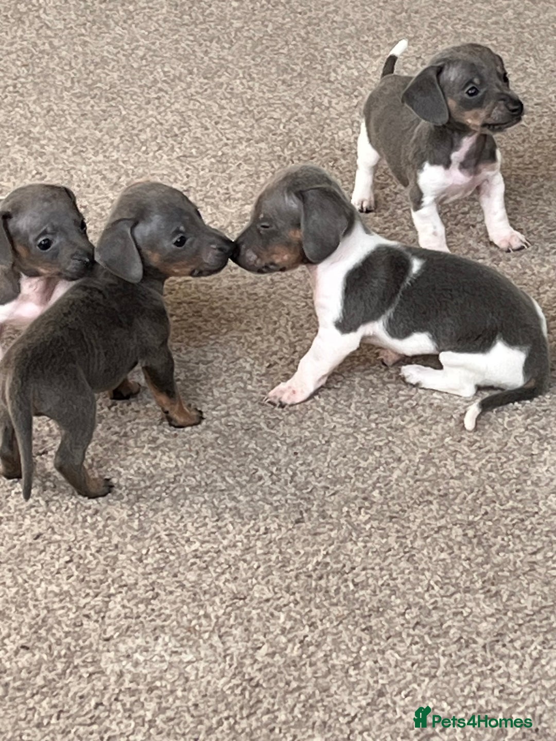Miniature Dachshund dogs for sale: Micro mini dachshund  - Image 15