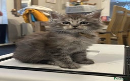 Maine Coon cats for sale: MAINE COON KITTENS SOME POLYDACTYL  - Image 4