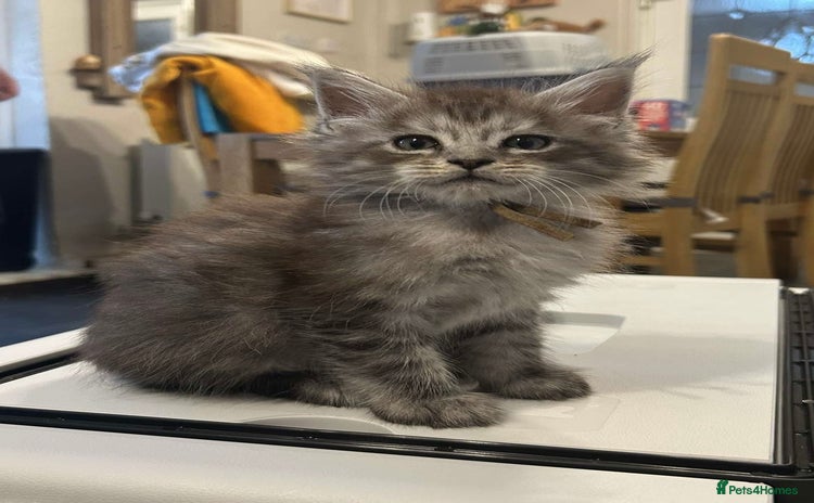 Maine Coon cats - Advert 1