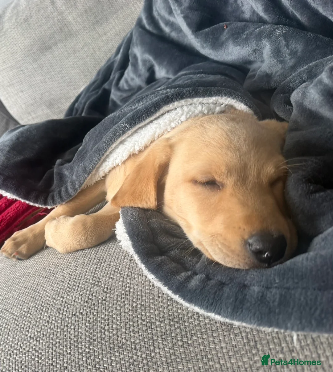 Labradoodle dogs for sale: Beautiful blonde labradoodle for sale - Advert 6