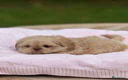 Shih Tzu dogs for sale: Stunning tiny imperial karashishi puppies - Image 5