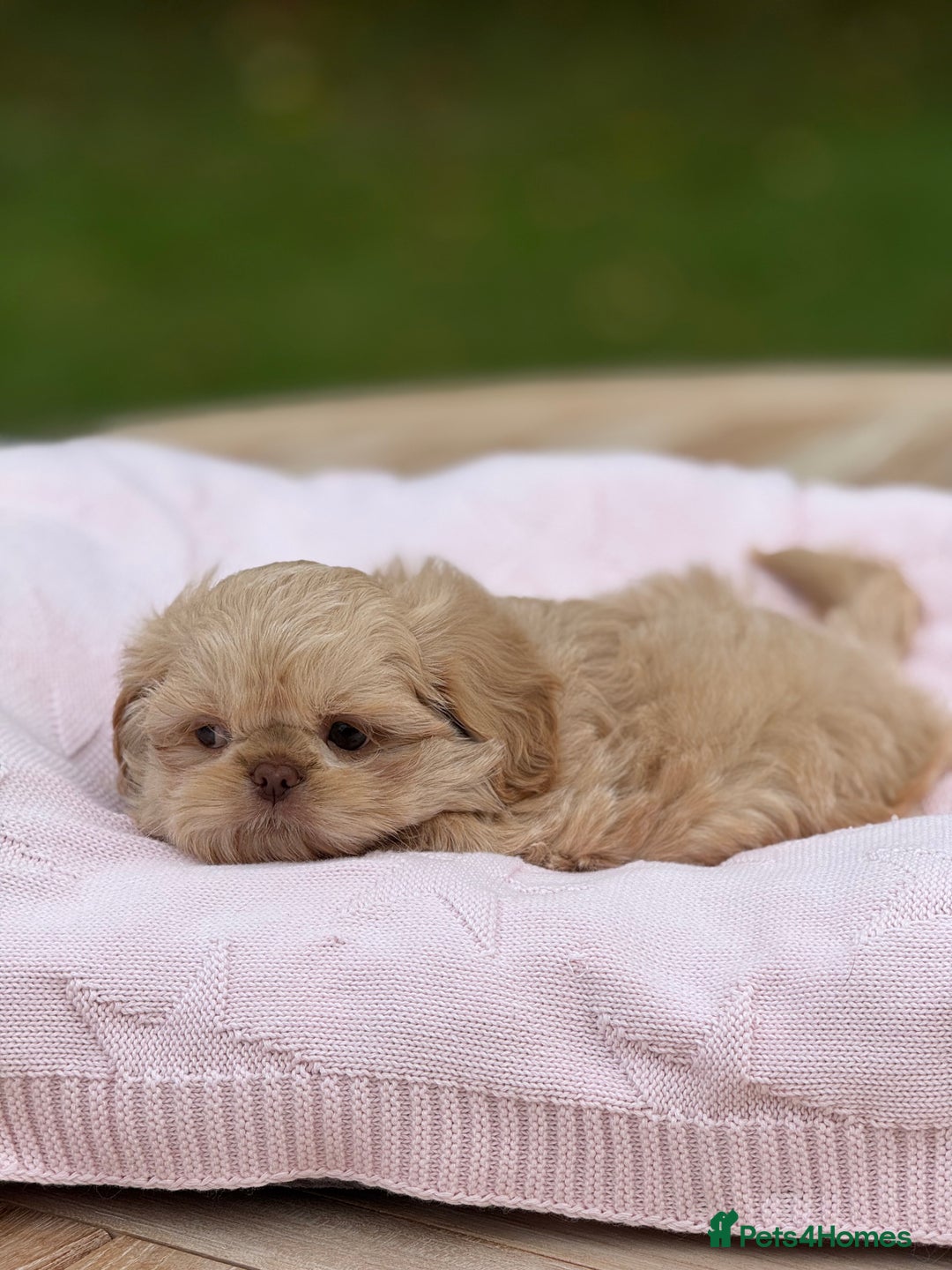 Shih Tzu dogs for sale: Stunning tiny imperial karashishi puppies - Image 5