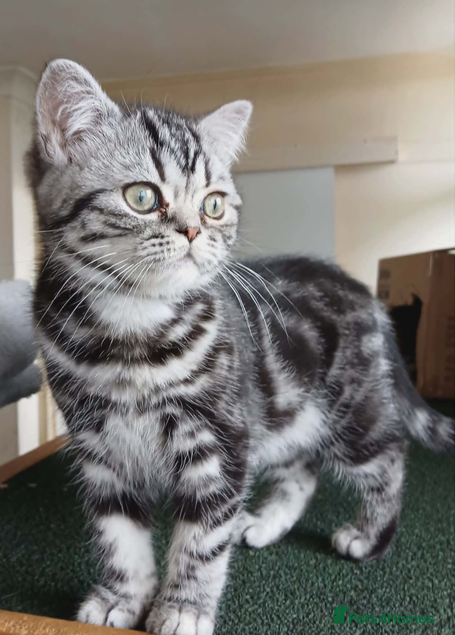 British Shorthair cats Bsh. Silver Classic Tabby . - Advert 5