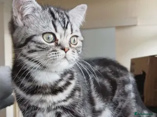 British Shorthair cats Bsh. Silver Classic Tabby . - Advert 4