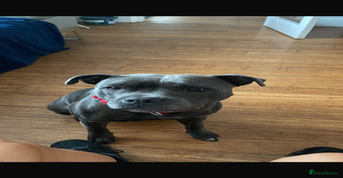 Staffordshire Bull Terrier dogs 💙Blue x Rare Fawn Staffordshire Bull Terrier Pups - Advert 5