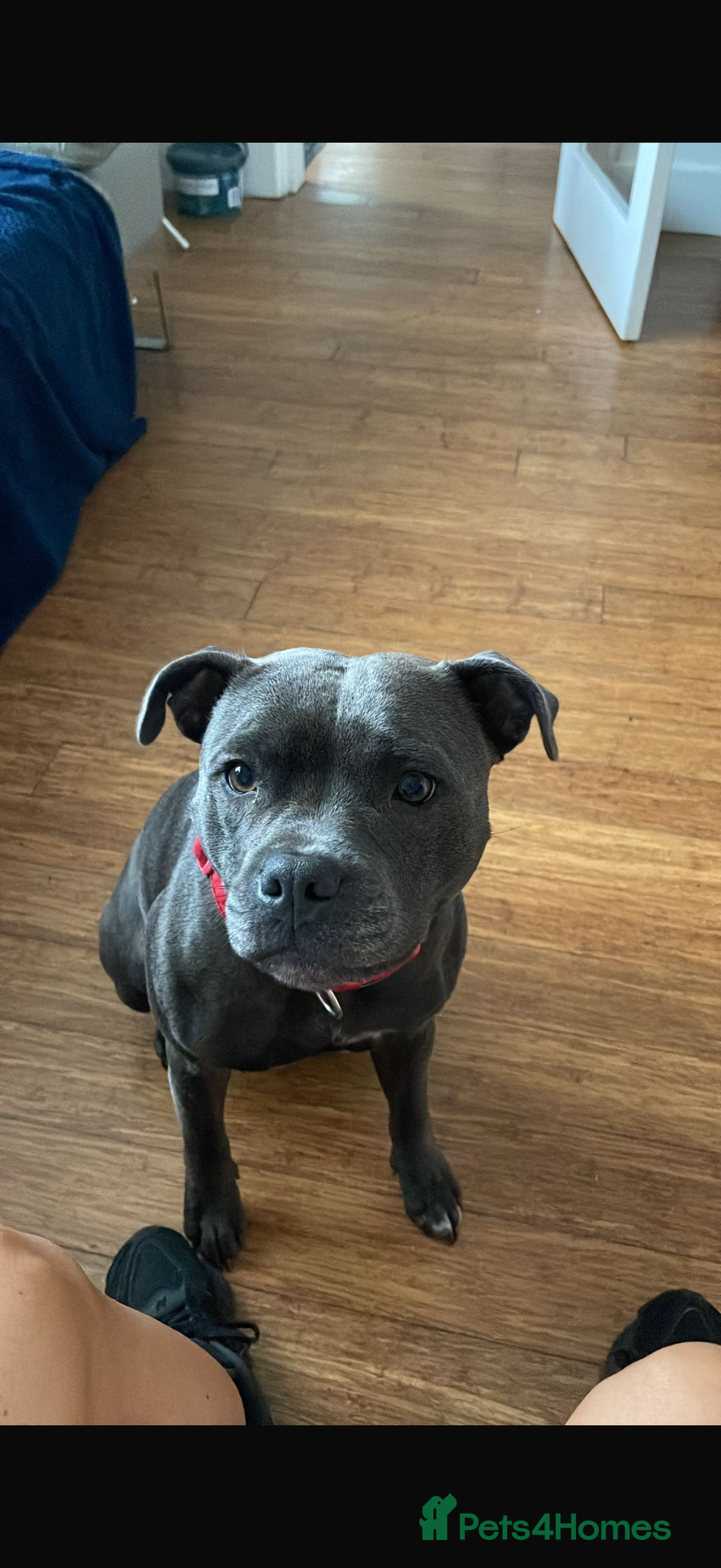 Staffordshire Bull Terrier dogs for sale: 💙Blue x Rare Fawn Staffordshire Bull Terrier Pups - Advert 3