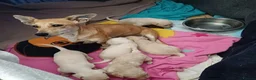 Mixed Breed dogs for adoption: Mimi, 4yrs approx. Available for adoption. in Brixham - Advert 10