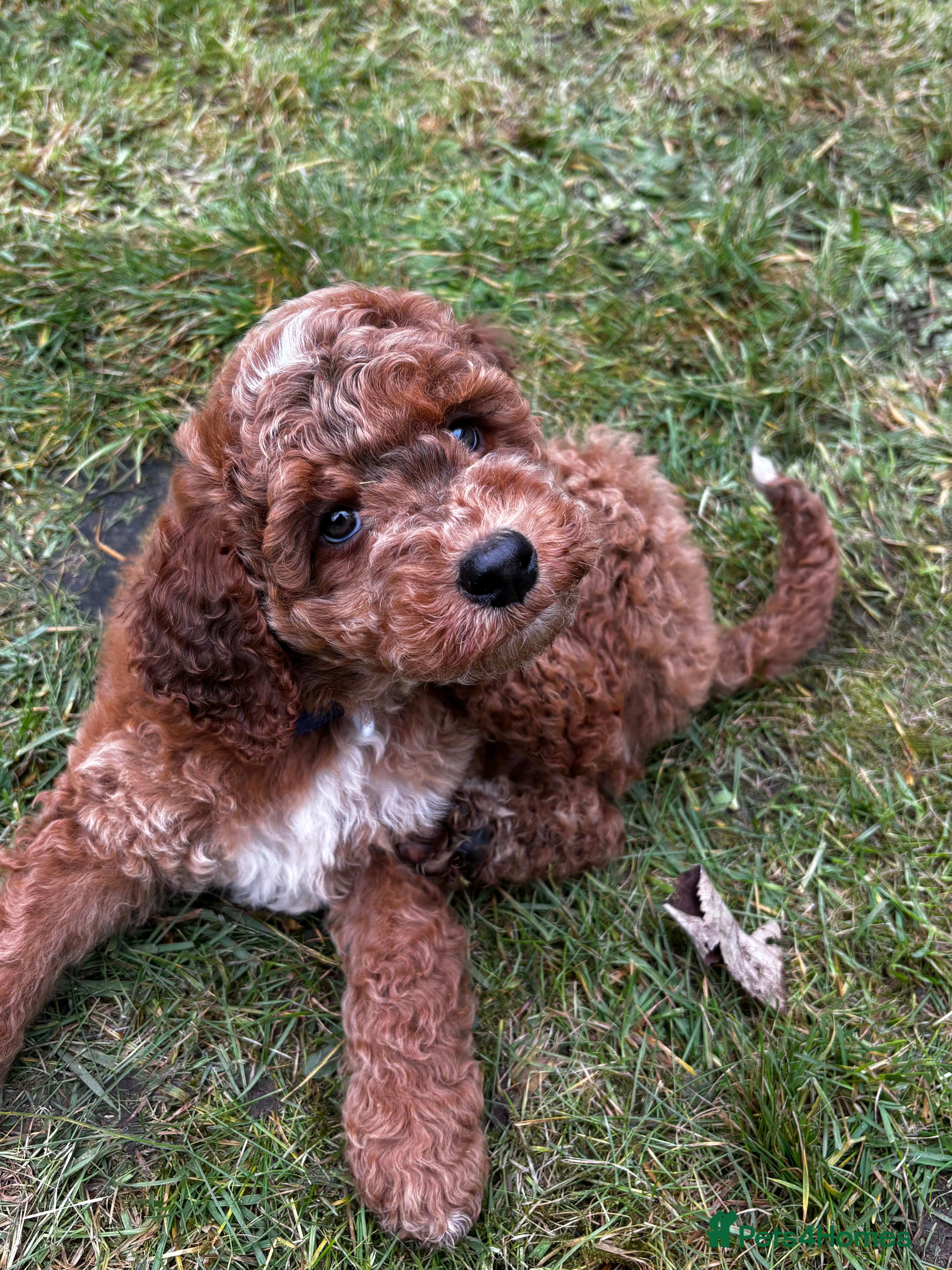 Cockapoo dogs Show Cockapoo F1b red boy left 5* breeder - Advert 8