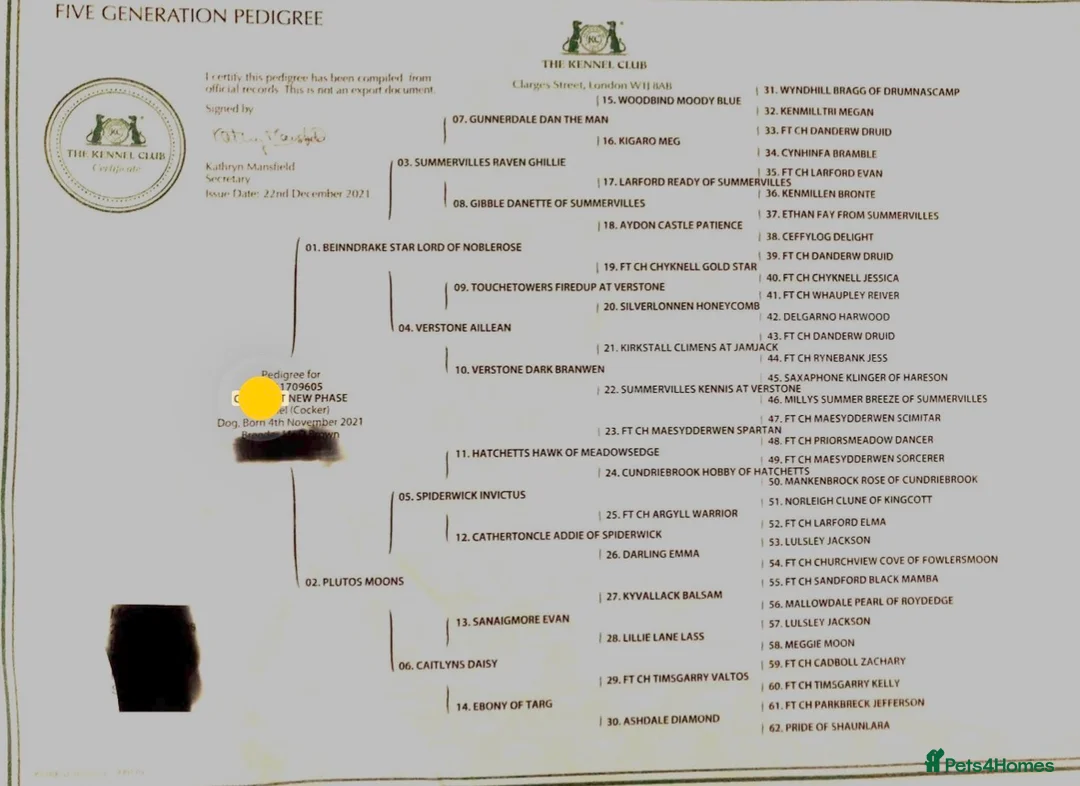 Cocker Spaniel dogs for stud: Health tested working cocker spaniel  - Advert 2
