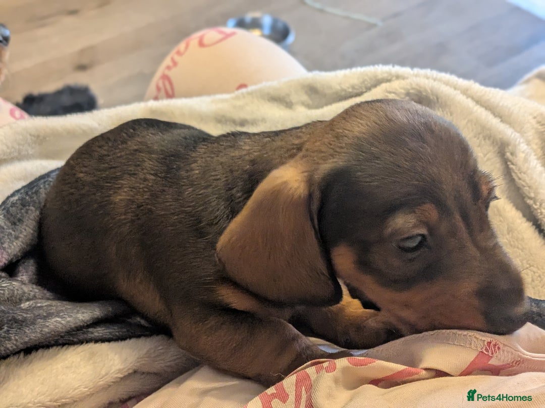 Dachshund dogs for sale: Dachshund puppies  - Advert 16